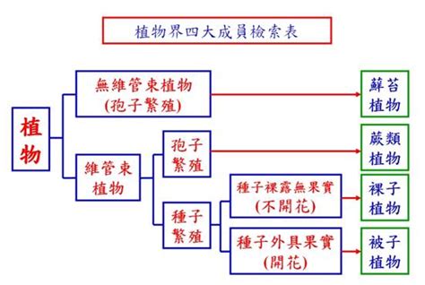 植物介紹|植物分類 